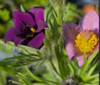 Pulsatilla vulgaris - Wildemanskruid violet - 3