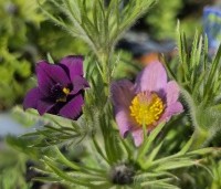 Pulsatilla vulgaris - Wildemanskruid violet - 2