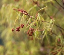 Acer palmatum Koto-no-ito