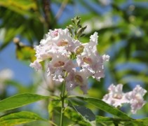Chitalpa bloemen