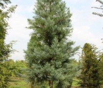 Sequioadendron giganteum 'Powder Blue'