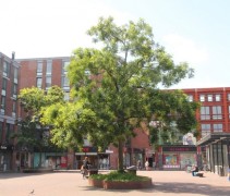 Sophora japonica