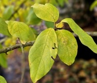 Chionanthus retusus - Sneeuwvlokkenboom - 1