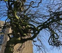 Ulmus 'Camperdownii' - Prieel-iep - 3