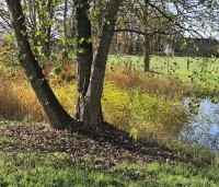 Alnus glutinosa - Zwarte Els - herfst.