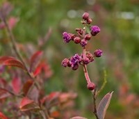 Lagerstroemia indica 'Benoit' - Paarsrode Indische Sering - 4