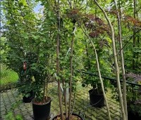 Acer rubrum 'Brandywine' - Acer rubrum 'Brandywine' - meerstam