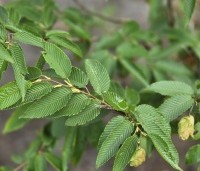Carpinus japonica - Japanse Haagbeuk - 1