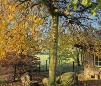 Carpinus betulus 'Pendula' - Treur haagbeuk -  november 2024 parasolboom