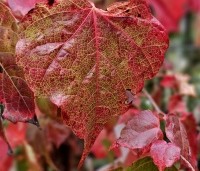 Parthenocissus tricuspidata 'Veitchii' - Wilde Wingerd Quickhedge - 6