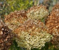 Hydrangea arborescens 'Annabelle'  - Amerikaanse Hortensia 'Annabelle' - herfstverkleuring
