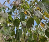 Davidia involucrata 'Sonoma' - Vaantjesboom 'Sonoma' - 2