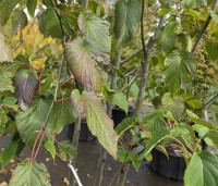 Davidia involucrata 'Sonoma' - Vaantjesboom 'Sonoma' - 3