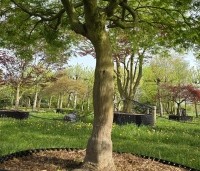 Acer palmatum 'Dissectum' - Japanse esdoorn 'Dissectum' - 1