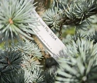 Cedrus libani 'Glauca' - Blauwe Ceder - 2