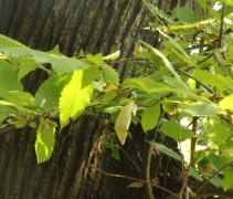 Castanea