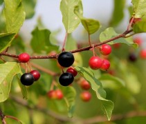 Frangula Alnus