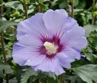 Hibiscus syriacus 'Marina' - Altheastruik  ‘Marina' - 2