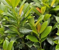 Prunus laurocerasus 'Bonaparte' - haaglaurier met gekleurde uitloop van het jonge blad. - 3