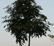 Maackii amurensis blad