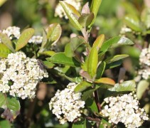 Vuurdoorn struik in bloei met witte bloemen