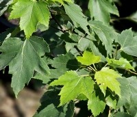 Acer rubrum - Rode Esdoorn - 1