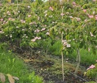 Cornus satomi - Kornoelje - 2