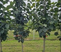 Magnolia soulangeana 'Lennei' - Beverboom - augustus