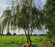 Salix sepulcralis 'Chrysocoma'