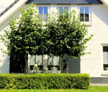 Tilia x Europaea 'Pallida'