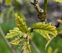 Quercus warei 'Regal Prince' - Eik 'Regal Prince' - 1