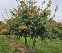 Parrotia persica - Perzisch IJzerhout - 1