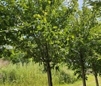 Prunus dom. 'Opal' - Prunus dom. 'Opal' - 5