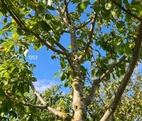 Prunus dom. 'Opal' - Prunus dom. 'Opal' - 6