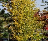 Ginkgo biloba 'Eiffel' - Japanse Notenboom 'Eiffel', struik - 7