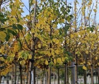 Prunus dom. 'Opal' - Prunus dom. 'Opal' - 2