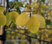 Prunus dom. 'Opal' - Prunus dom. 'Opal' - 1