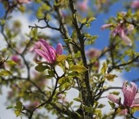 Magnolia 'Ricki' - Magnolia 'Ricki' - 1