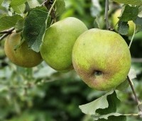 Malus dom. 'Schone van Boskoop' - Malus dom. 'Schone van Boskoop' - augustus