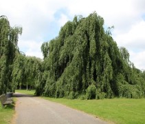 Fagus sylvatica 'Pendula' 