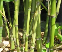 Phyllostachys aurea