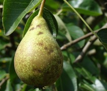 Pyrus communis 'Charneux de Legipont'