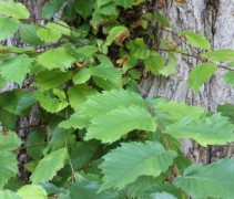 Ulmus Fladderiep