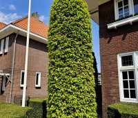 Carpinus betulus - Haagbeuk - 1