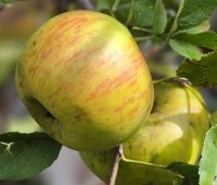 Malus dom. 'Topaz' - Malus dom. 'Topaz' - 3