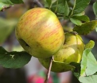 Malus dom. 'Topaz' - Malus dom. 'Topaz' - 2