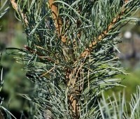 Pinus sylvestris 'Norska' - Grove Den 'Norska' - 2