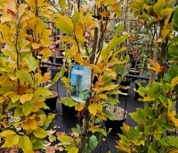 Fagus sylvatica 'Dawyck' - Beuk 'Dawyck' - herfstverkleuring van groen naar geel en bruin