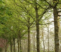 Veldesdoorn 'Elsrijk' jonge boom