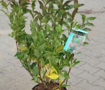 Weigela 'Bristol Ruby' 80-100cm C10